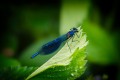 Cindy Martin _ La Bleue